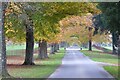 SO4062 : Tree-lined drive at Shobdon Court by Philip Halling