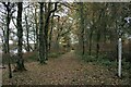 NS3882 : Peace pole, Loch Lomond by Richard Sutcliffe