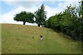 SO2883 : The Shropshire Way near Whitcott Keysett by Jeff Buck