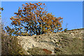 SO9392 : Limestone exposure on Wren's Nest Hill near Dudley by Roger  D Kidd