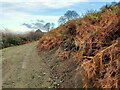 SO4998 : Bracken along the bridleway by Mat Fascione