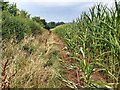 SY0698 : Footpath next to a Field of Maize by John P Reeves