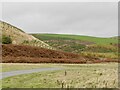 NT5157 : Young trees, Dod Cleugh by Richard Webb