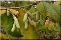 SK5744 : Hazel catkins by Alan Murray-Rust