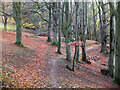 NT2541 : Path in beech woods, Venlaw by Jim Barton