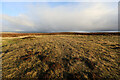 NY8229 : Grassy mole habitat among the heather by Andy Waddington