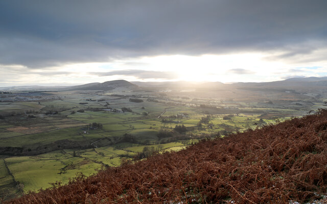 Bracken on Souther Fell