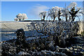 H4269 : Frosty at Wilsons Hill, Creevangar (Alexander) by Kenneth  Allen