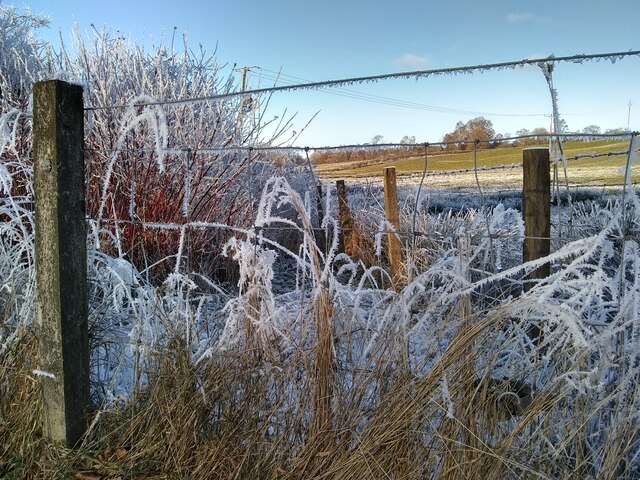 Hoar frost on the grasses