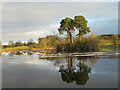 NS8331 : Scots pines reflected in loch, Douglas Estate by Alan O'Dowd