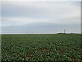 TA0474 : Winter  root  crop  in  open  field  with  glider  posts  from  WW2 by Martin Dawes