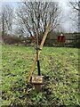 SJ8050 : Platinum Jubilee sapling on Leddy's Field by Jonathan Hutchins