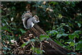 TQ3464 : Grey Squirrel by Peter Trimming