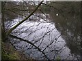 NS5574 : Reflections in the water by Richard Sutcliffe