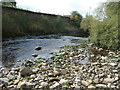 SE1486 : Cut bank or river cliff on the River Cover by Christine Johnstone