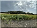 SU7297 : Maize field below Beacon Hill, Lewknor by Simon Mortimer