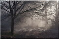 TQ3464 : Mist in the Wood by Peter Trimming