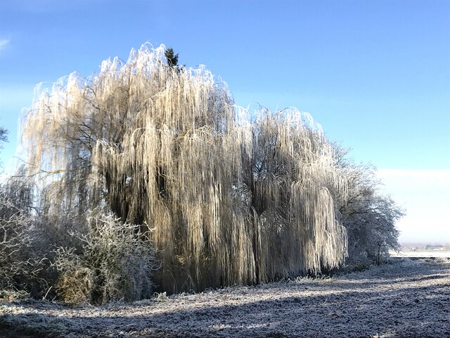 Willow trees near Barratt's Bridge