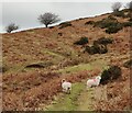 SO5887 : Sheep on the Shropshire Way by Mat Fascione