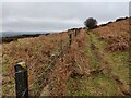 SO5987 : The Shropshire Way on Brown Clee Hill by Mat Fascione