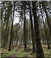 SO6087 : Stanbroughs Wood on Brown Clee Hill by Mat Fascione