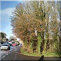 NS5574 : Ivy-covered tree trunks by Richard Sutcliffe