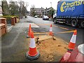 SJ9593 : Tree remains on Knott Lane by Gerald England