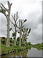 SJ9422 : Dying canalside poplar trees near Stafford by Roger  D Kidd