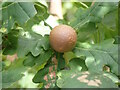 TQ8933 : Marble Wasp Gall by Phil Brandon Hunter