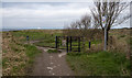 J5283 : The North Down Coastal Path at Ballymacormick Point by Rossographer