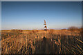 SJ1185 : Grasses on sand dunes at Point of Ayr by Andy Waddington