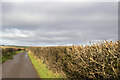 NY0307 : Road at Sheepfields Farm by P Gaskell