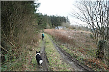  : Track to Cwmdreiniog by Andy Waddington