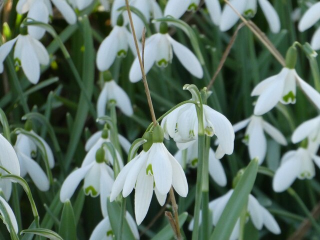 College Lake - Snowdrops (Galanthus nivalis) close-up