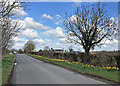 TL4147 : Foxton: roadside daffodils by John Sutton