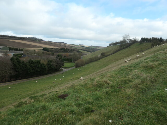 Sheep grazing in Water Dale