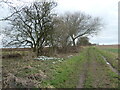 SE8462 : Snowdrops along the Yorkshire Wolds Way by Christine Johnstone