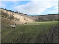 SE8459 : Sheep grazing in Thixen Dale by Christine Johnstone