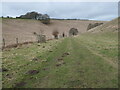 SE8459 : Protected saplings in Thixen Dale by Christine Johnstone