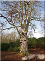 NJ9847 : Beech tree, Aden Country Park by Craig Wallace