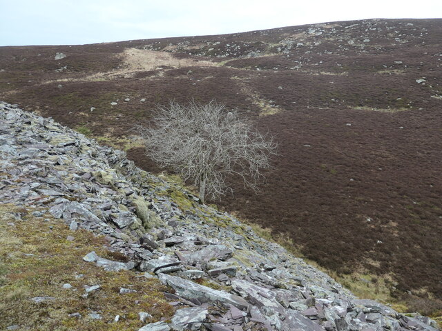 Coeden ar y domen lechi / Tree on the slate tip