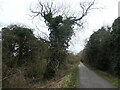 SK3730 : Ivy-covered tree, Chellaston by Christine Johnstone