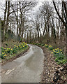 TL4346 : Thriplow: daffodils on Farm Lane by John Sutton