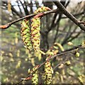 SK4933 : Hornbeam (Carpinus betulus) catkins by David Lally