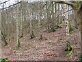 NT5036 : Langlee Woods, Galashiels by M J Richardson