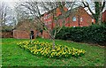 SO7875 : Daffodils in Queen Elizabeth II Jubilee Gardens (2), Bewdley, Worcs by P L Chadwick