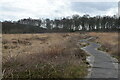 SJ9070 : Boardwalk, Danes Moss by Trevor Harris