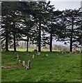 SO7126 : Evergreen trees in the churchyard, Oxenhall, Gloucestershire by Jaggery