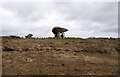 G7296 : Kilclooney Dolmen by Rossographer