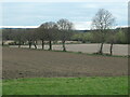 SE3614 : Trees along a field boundary, south of Haw Park by Christine Johnstone